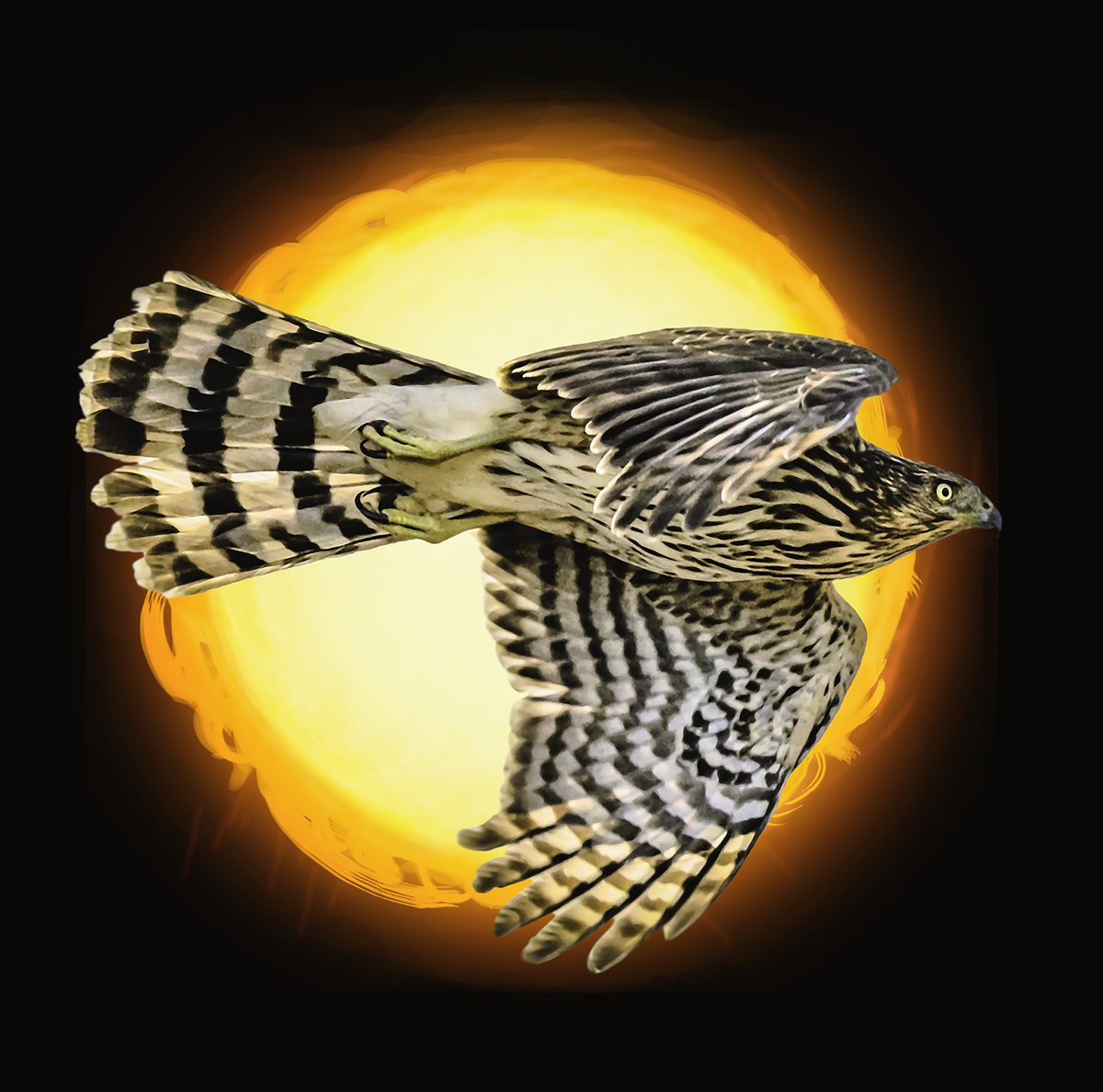 Flying Hawk Photo with Sun Graphic Tee - Unisex Heavy Cotton T-Shirt