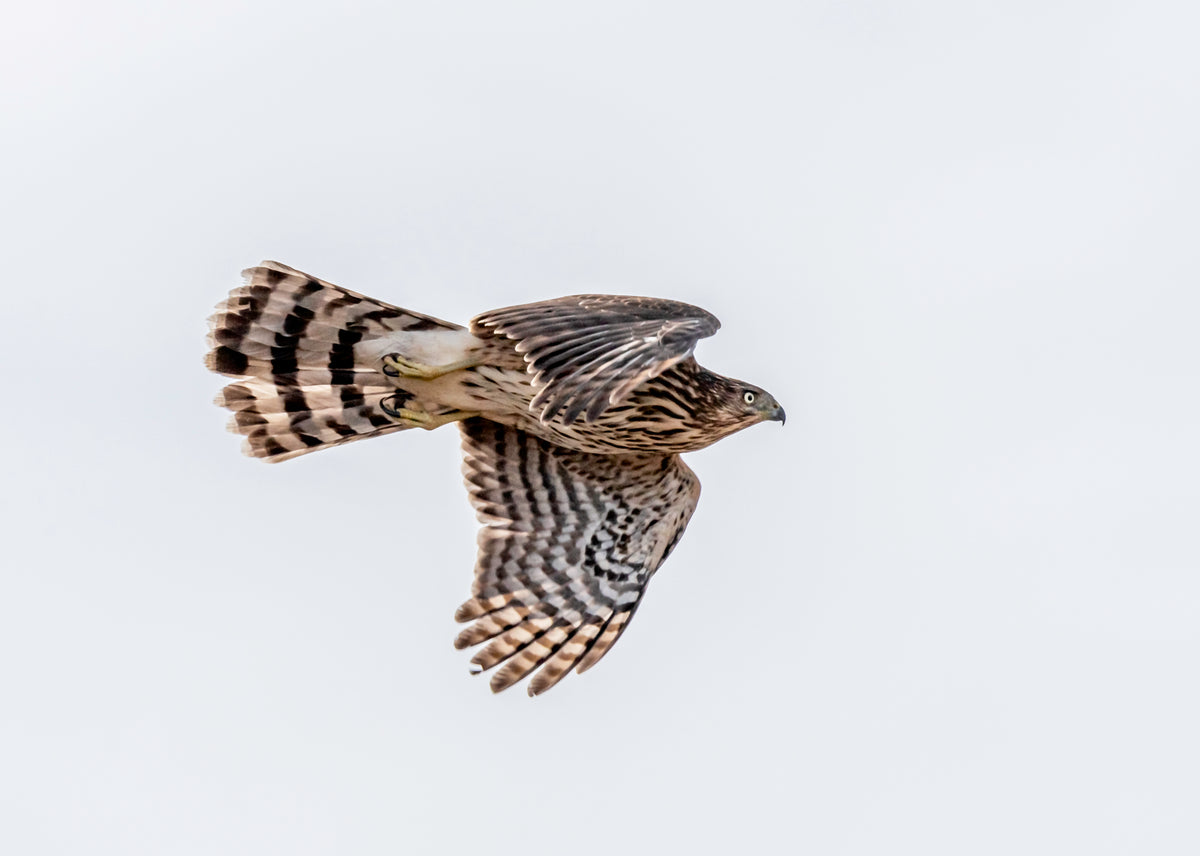 Flying Hawk Photo with Sun Graphic Tee - Unisex Heavy Cotton T-Shirt