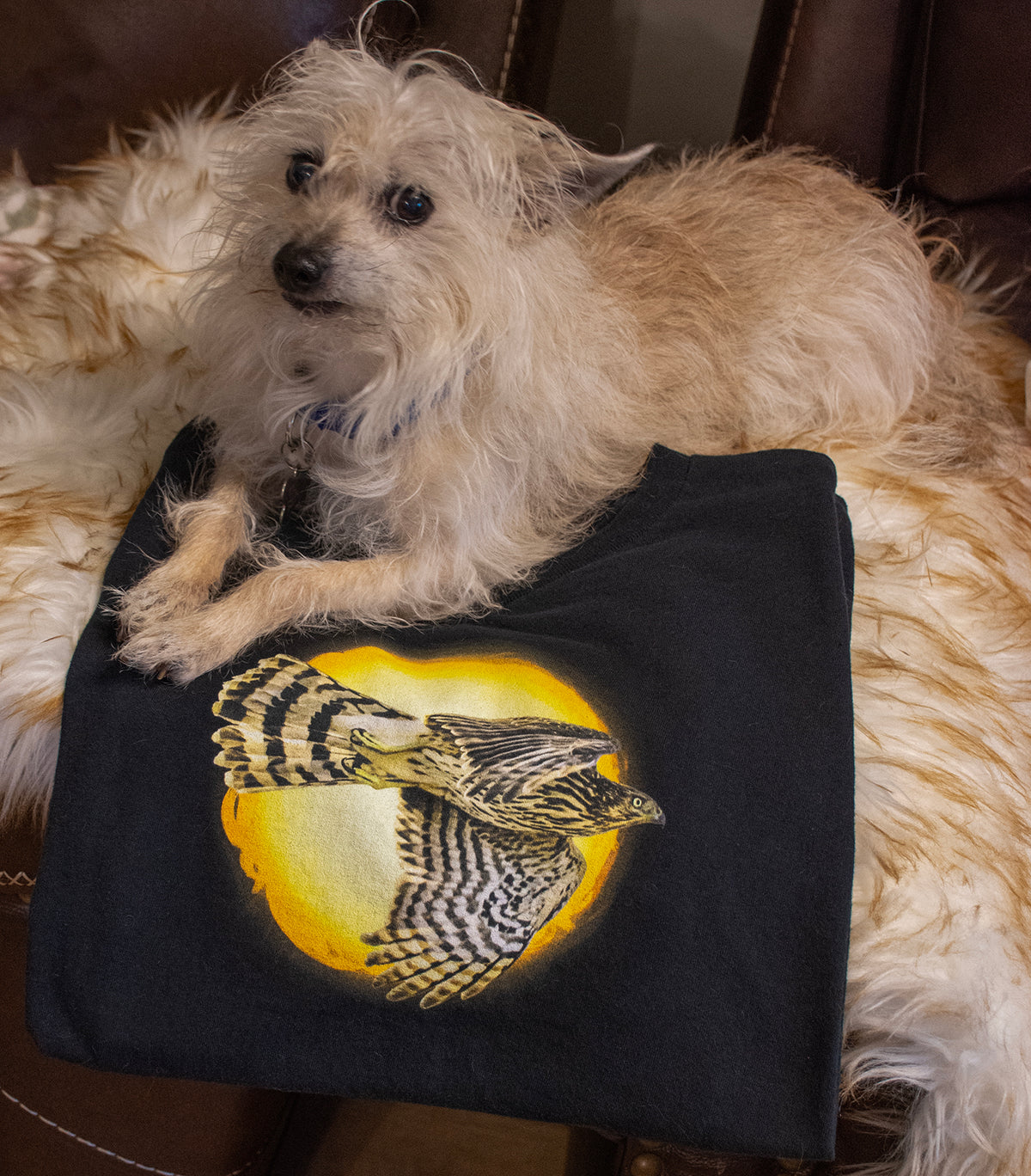 Flying Hawk Photo with Sun Graphic Tee - Unisex Heavy Cotton T-Shirt