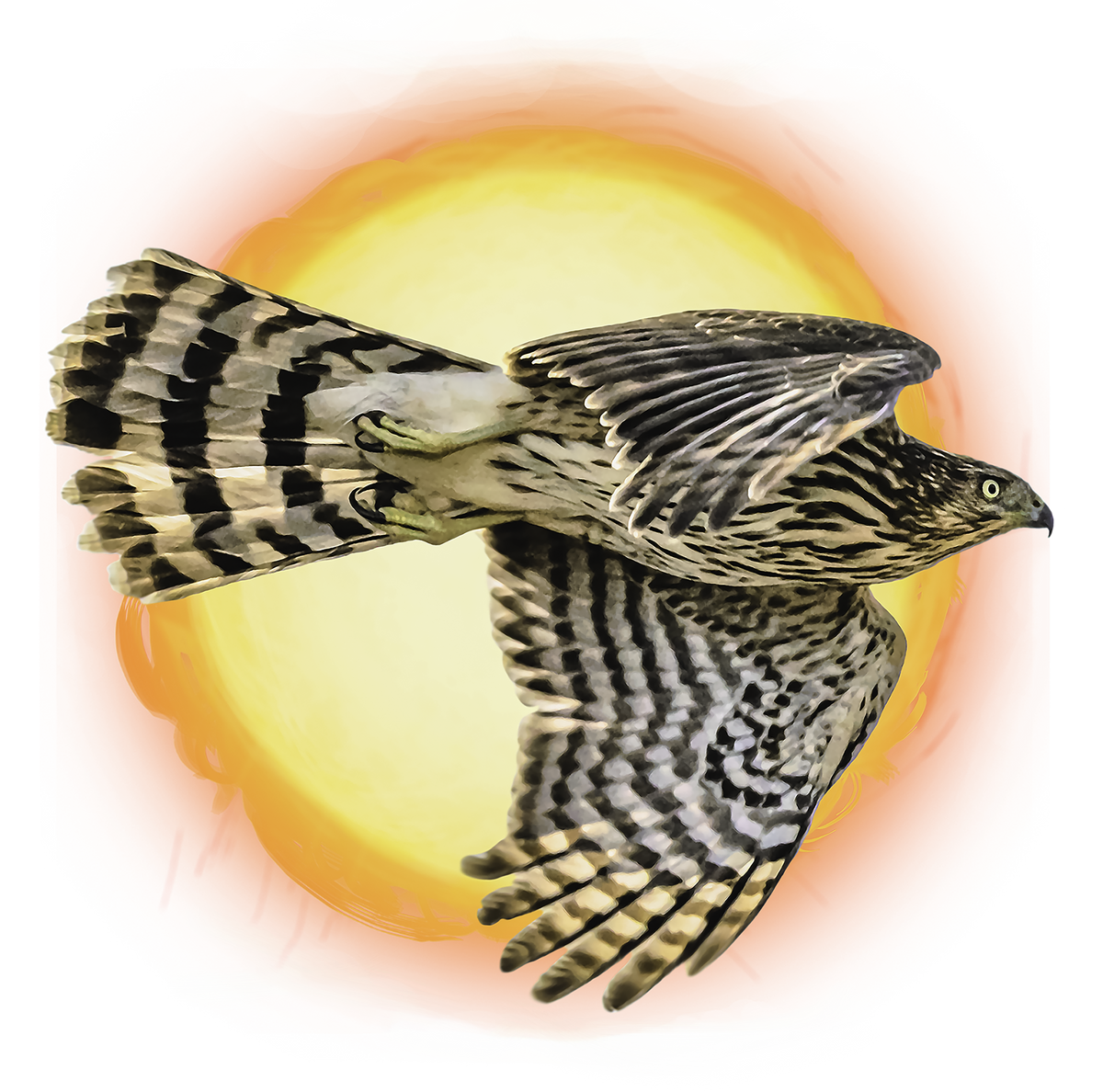 Flying Hawk Photo with Sun Graphic Tee - Unisex Heavy Cotton T-Shirt
